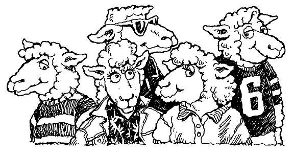 feed my sheep videos
