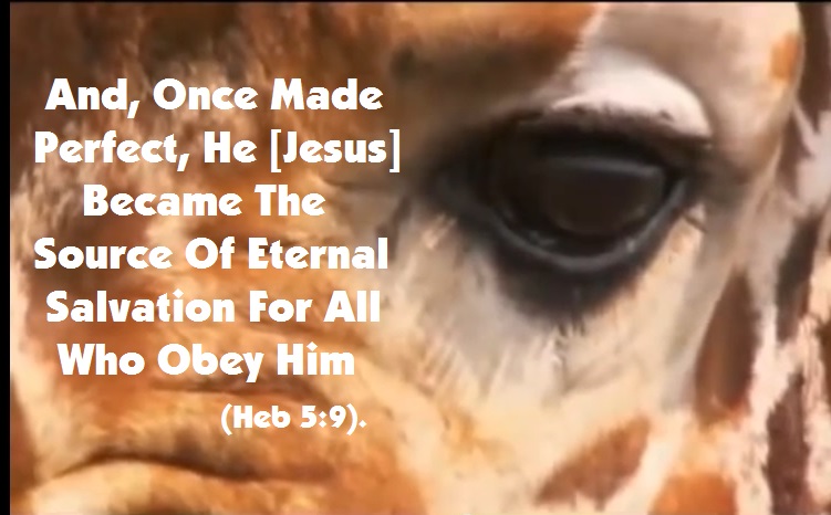 eternal salvation obey Jesus