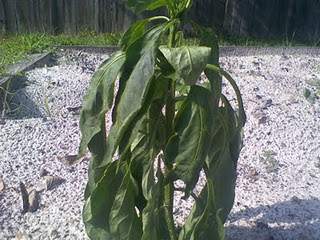 withered plant = spiritual death