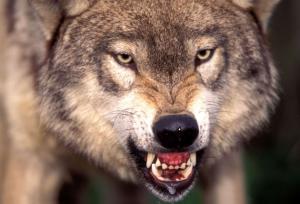 wolf-growl.jpg