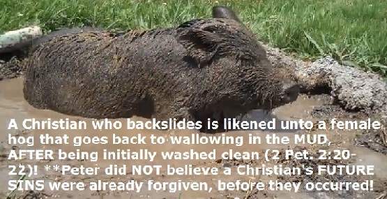 The Backslider by Levi S. Peterson The Backslider by Levi S. Peterson