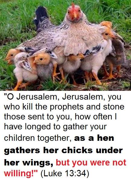 hen gathers her chicks