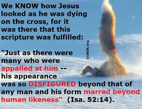 Jesus on the cross