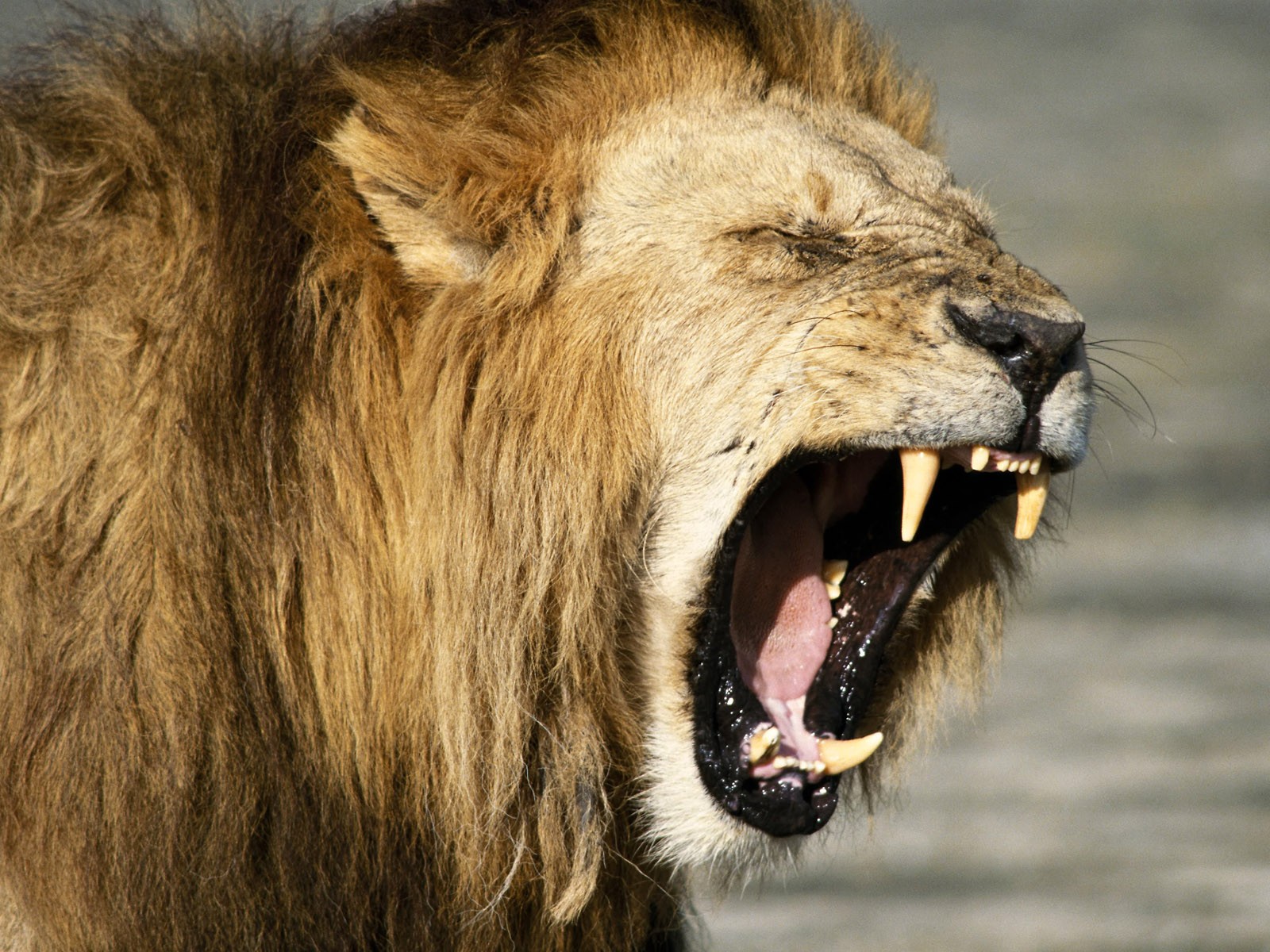 roaring lion