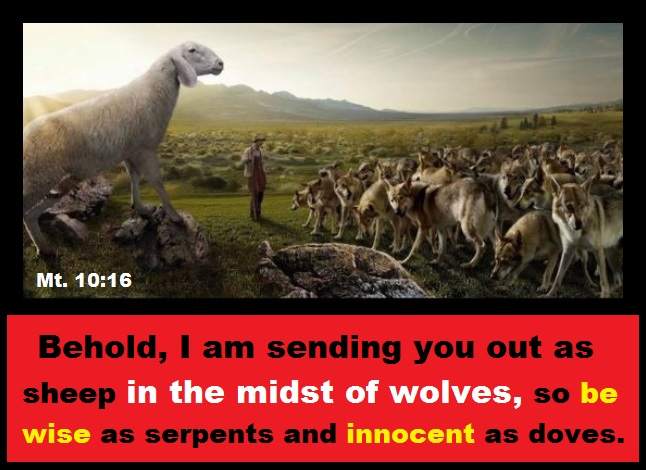 lamb among wolves