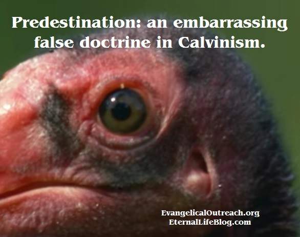 calvinism predestination