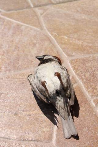 dead sparrow