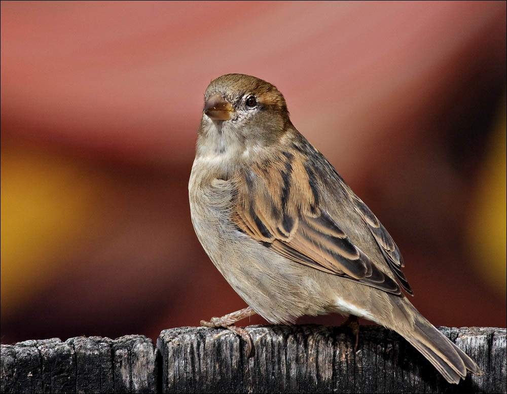 sparrow