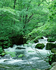 tree by water