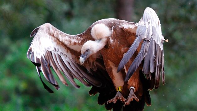 griffon vultures