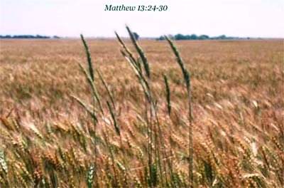 WHEAT AND TARES Parable Meaning Wheat and WEEDS