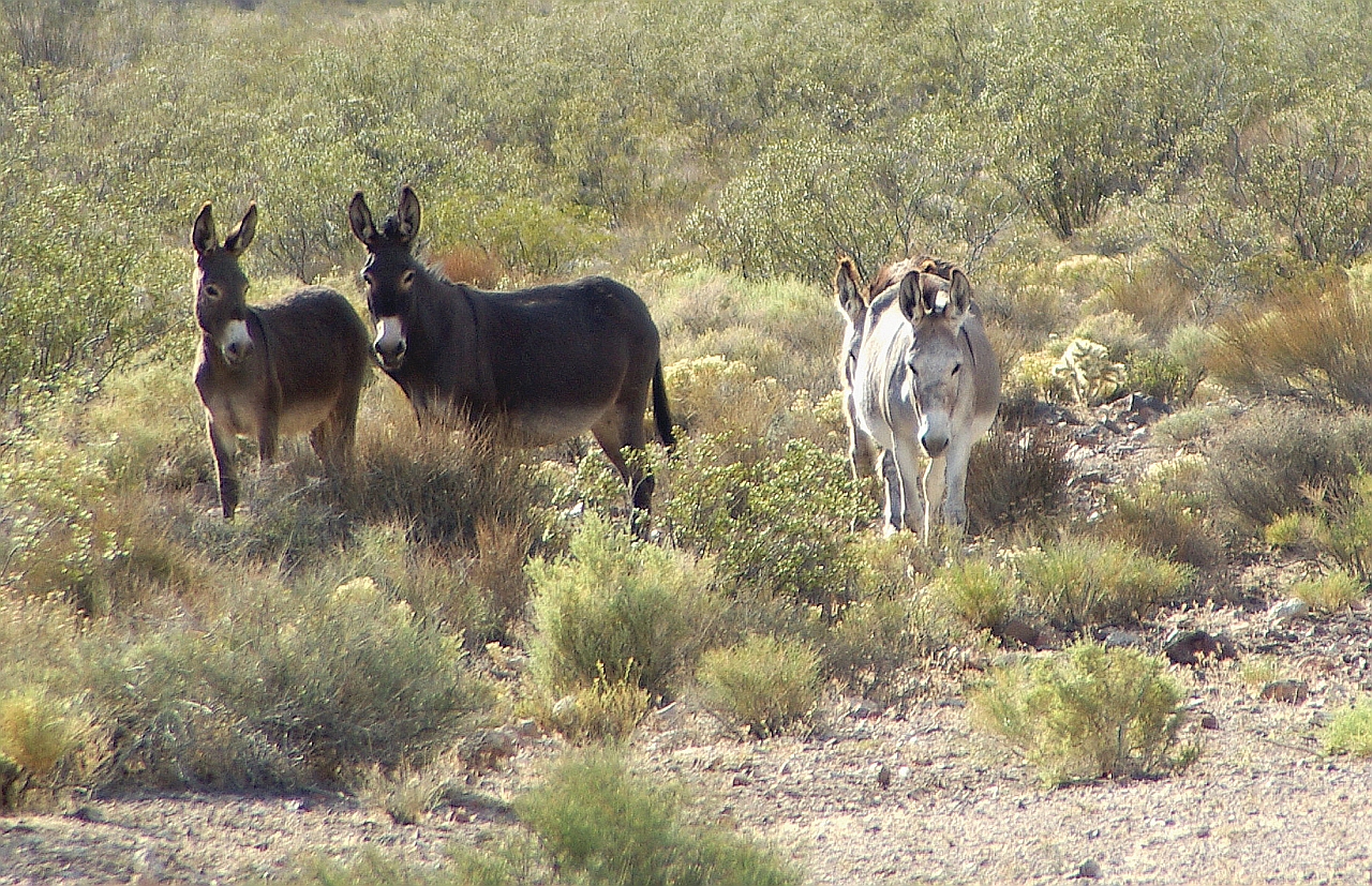 wild donkeys