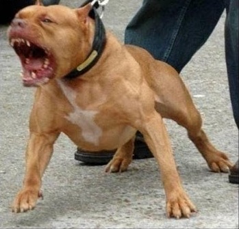 killer pit bull